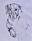 hond 01 schets.png