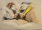 Pawtraits_by_Marianne0001.jpg